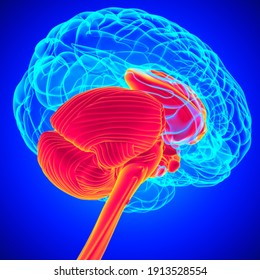 Human Brain Inner Parts Anatomy For Medical Concept 3D Illustration