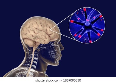 Human brain inside the body with closeup view of neurons, brain cells, 3D illustration