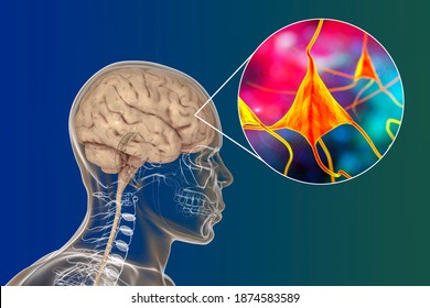 Human brain inside the body with closeup view of neurons, brain cells, 3D illustration