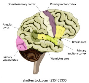 The human brain. language-processing areas in the brain. Brocas area, wernickes area, auditory, visual, somatosensory cortex and other. 