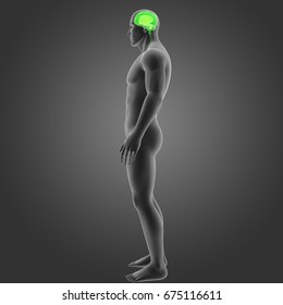 Human Brain lateral view 3d illustration
