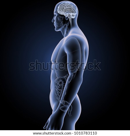 Human brain lateral view 3d illustration