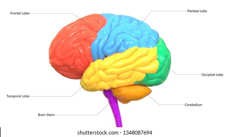 Human Brain Lobes Detailed Labels Anatomy Stock Illustration 1348087694 ...