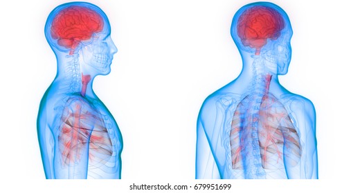 Human Brain Lungs Anatomy 3d Stock Illustration 679951699 | Shutterstock