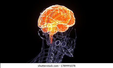 Human Brain With  Lymph Nodes 3d Rendering