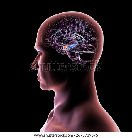 Human brain mid-section with highlighted amygdala (red) and hippocampus (blue), key regions affected in Alzheimer's disease, linked to memory loss and emotional disruption, 3D illustration.