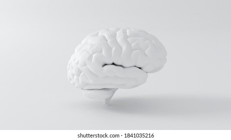 Human brain model white with shadow. 3d illustration. High resolution