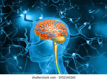 Human brain and neurons abstract background. 3d illustration	