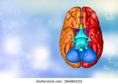 Human brain, physiology analysis concept - detailed modern texture, medical 3D illustration