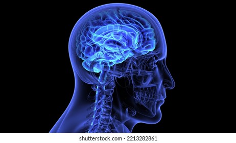 Human Brain Physiology Anatomy 3d Illustration