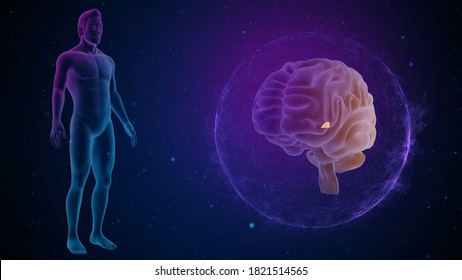 Human Brain Pineal Gland 3d Illustration