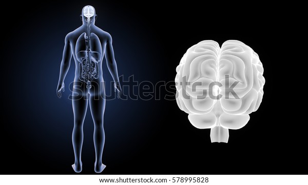 Human Brain Posterior View 3d Illustration Stock Illustration 578995828 ...