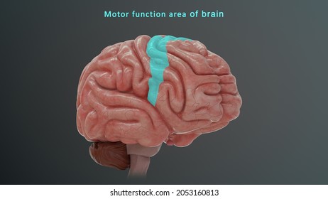 human brain 3d model project carpus callousi