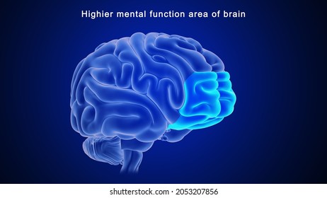 Human Brain Receives Sends Signals All Stock Illustration 2053207856 ...