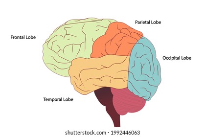 Human Brain Side View Illustration Divided Stock Illustration ...