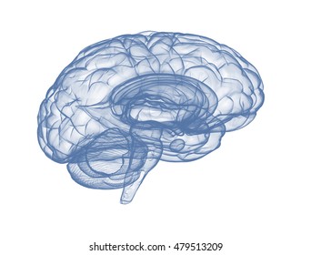 Human brain side view  isolated on white background. 3d render 