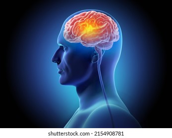 Human Brain Structure And Neuron, Stimulation Or Activity Of Brain, Neuroscience Scientific Concept 3d Illustration.