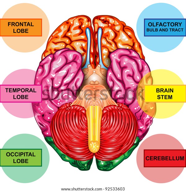 Human Brain Underside View Stock Illustration 92533603