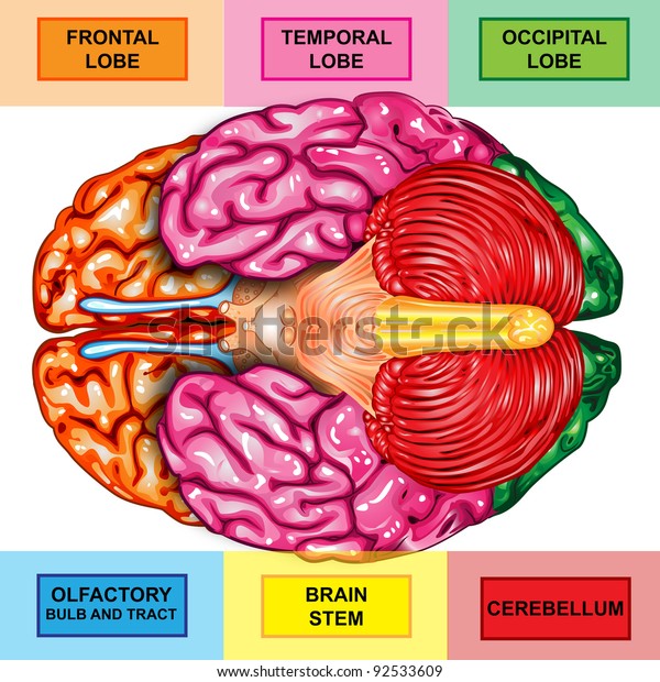 Human Brain Underside View Stock Illustration 92533609