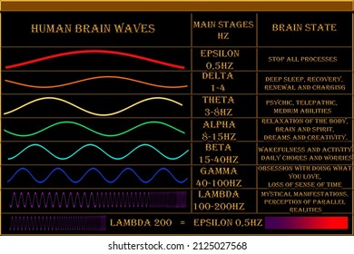 Human brain waves. Basic levels of brain wave frequencies. Processes and states of the brain.