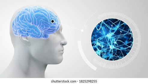 Human Brain, Work Of Neurons, Magnification Of A Microscope 3D Illustration