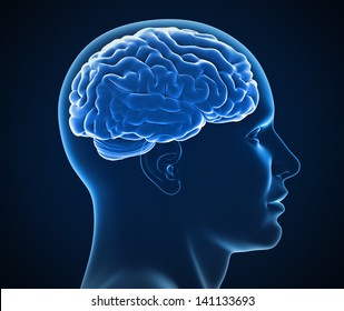 human brain x-ray