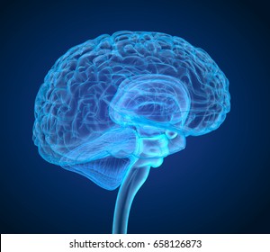 Human brain X-ray scan , Medically accurate 3D illustration 