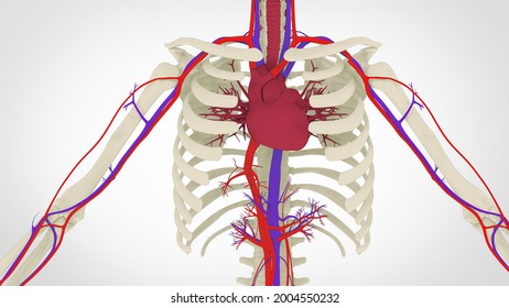 human cardiovascular system is called blood-vascular or circulatory system. It consists of the heart which is a muscular pumping a closed system of vessels called arteries, veins, and capillaries.3d
