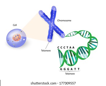 Human cell, chromosome, telomere and telomerase