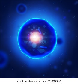 Human Cell With Nucleus And Mitochondria