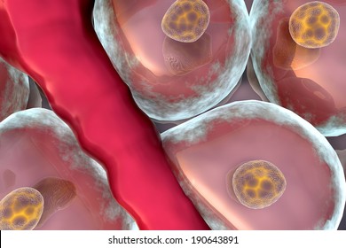 Human Cell And Vein, The Metabolism, Living Cell, Group Of Cells 