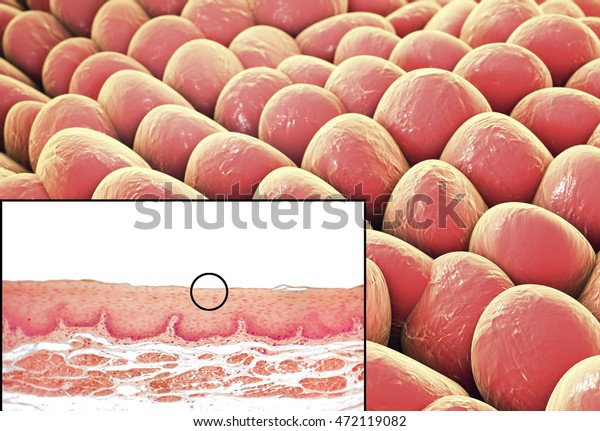 Human cells, light micrograph and 3D illustration. Micrograph shows non-keratinized stratified squamous epithelium of esophagus