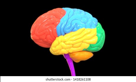 central nervous system brain 3d