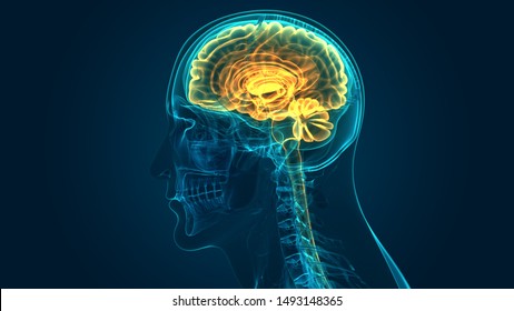 central nervous system brain 3d