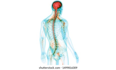 Human Central Nervous System With Brain Anatomy. 3D