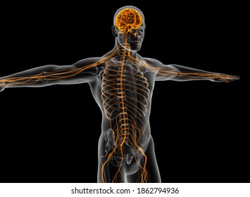Structure Human Brain Anatomy3d Illustration Stock Illustration 1797050740 Shutterstock Structure Human Brain Anatomy3d Illustration Stock Illustration 1797050740 Shutterstock