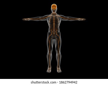 인간의 두뇌 구조 Anatomy 3d 그림 스톡 일러스트 1797050731 Shutterstock 인간의 두뇌 구조 Anatomy 3d 그림 스톡 일러스트 1797050731 Shutterstock