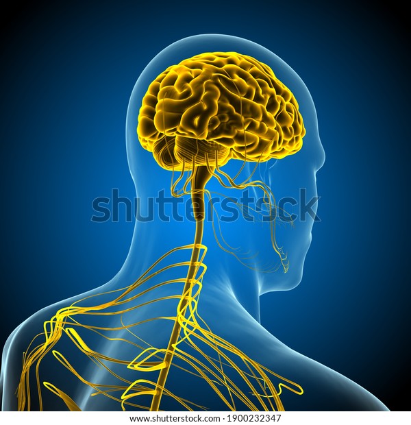Human Central Nervous System with Brain\
Anatomy. 3D\
illustration