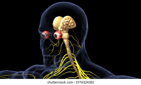 Structure Human Brain Anatomy3d Illustration Stock Illustration 1797050740 Shutterstock Structure Human Brain Anatomy3d Illustration Stock Illustration 1797050740 Shutterstock