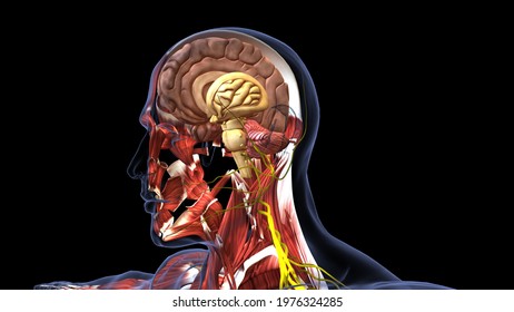 Structure Human Brain Anatomy3d Illustration Stock Illustration 1797050740 Shutterstock Structure Human Brain Anatomy3d Illustration Stock Illustration 1797050740 Shutterstock