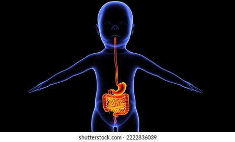 Human Child Digestive System Anatomy And Physiology 3d Illustration