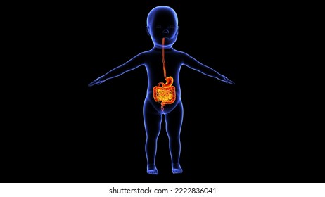 Human Child Digestive System Anatomy And Physiology 3d Illustration