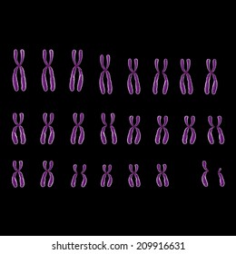 human chromosome