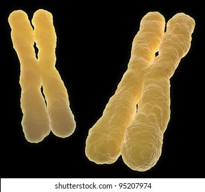 Male Female Chromosomes Images; Stock Photos & Vectors | Shutterstock