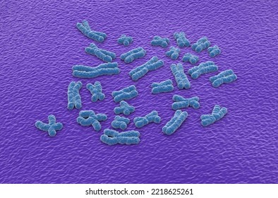 Human Chromosomes (23 + X, Y) Structures Made Of Protein And A Single Molecule Of DNA - Isometric View 3d Illustration