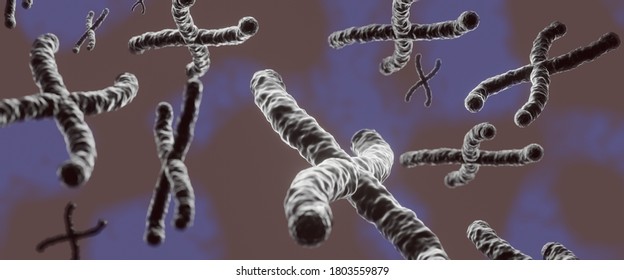 Human Chromosomes In 3d Illustration