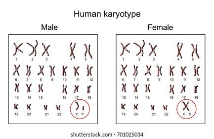 Xy Chromosome Images Stock Photos Vectors Shutterstock