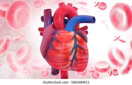 Human circulation cardiovascular system with heart anatomy. 3d illustration	