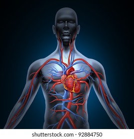 Human Circulation Cardiovascular System With Heart Anatomy From A Healthy Body On A Black Glowing Background As A Medical Health Care Symbol Of An Inner Vascular Organ As A Medical Chart.