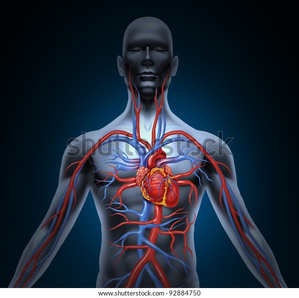黒く輝く背景に健康な体から心臓解剖学を持つヒト循環心臓血管系で 内血管臓器の医療記号として医療を行う のイラスト素材